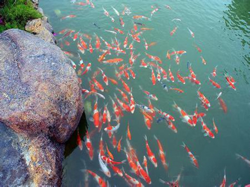 全自動魚池凈化系統(tǒng)