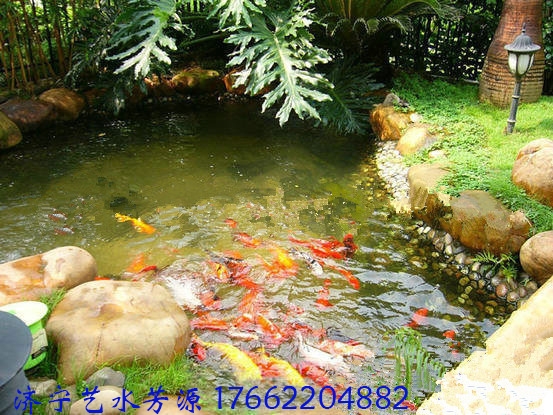 入手魚塘凈化器，還原水質(zhì)讓家中飼養(yǎng)的錦鯉更健康