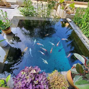 濟(jì)寧藝水芳源魚池過濾器客戶實(shí)地效果展示